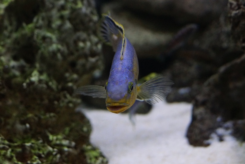 Petrotilapia genalutea 'Chimwalani Reef'